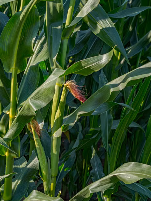 Óleo Mineral Agrícola